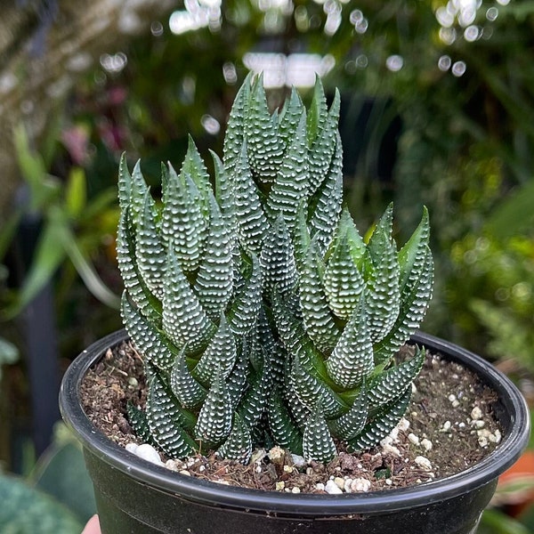 Haworthia Reinwardtii Triple Rare Succulent Live Plant