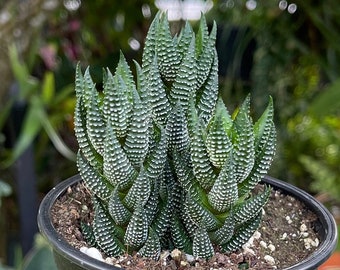 Haworthia Reinwardtii Plante succulente vivante triple rare