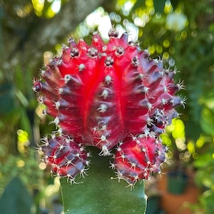 Red Purple Gymnocalycium Mihanovichii Grafted Moon Cactus Rare Succulent Live Cacti Plant