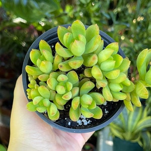 Yellow Sedum Adolphii Cluster Rare Succulent Live Plant