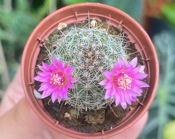 2” Mammillaria Perez De La Rosa Cactus Rare Succulent Live Plant Cactus