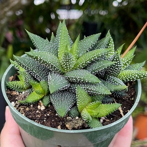 Haworthia CV Pearl Drops Rare Succulent Live Plant