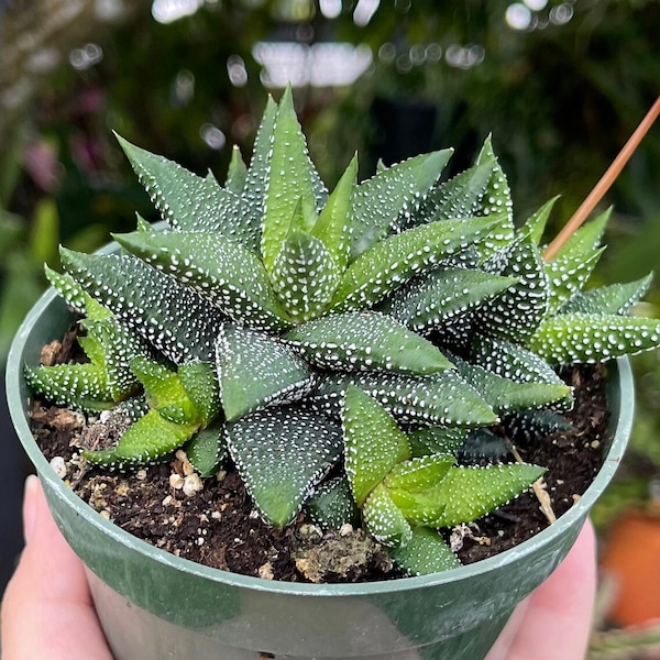 Haworthia CV Pearl cae una rara planta viva suculenta