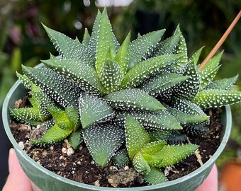 Haworthia CV Pearl Drops Rare Succulent Live Plant