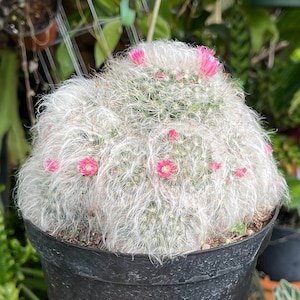 6” Mammillaria Bocasana Clumping Cactus Rare Succulent Live Cacti Plant