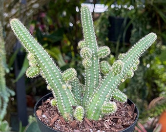Echinopsis Chamaecereus Rare Cactus Succulent Live Cacti Hanging Plant