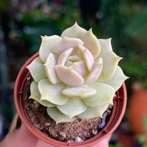 2” Echeveria Lola Rare Succulent Live Plant