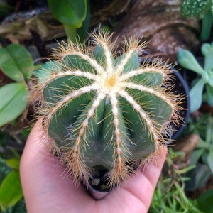 Eriocactus Magnificus Parodia Magnificus Balloon Cactus Rare Succulent Live Cacti Plant image 1