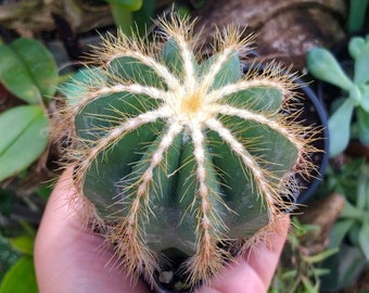 Eriocactus Magnificus Parodia Magnificus Balloon Cactus Rare Succulent Live Cacti Plant