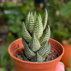 2” Haworthia Reinwardtii Rare Succulent Live Plant