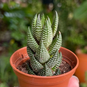 2” Haworthia Reinwardtii Rare Succulent Live Plant