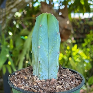 Myrtillocactus Geometrizans | Blue Candle Cactus | Rare Succulent Live Cacti Plant