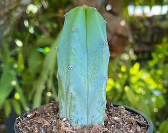 Myrtillocactus Geometrizans | Blue Candle Cactus | Rare Succulent Live Cacti Plant