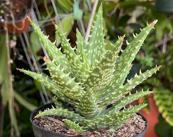 aloe vera spray anwendung Aloe Vera Spray - Soothing & Hydrating Spray for Skin | 8 fl oz Bulk main image 0