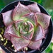 see more listings in the Echeveria section