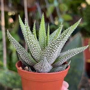 2” Haworthia CV Pearl Drops Rare Succulent Live Plant