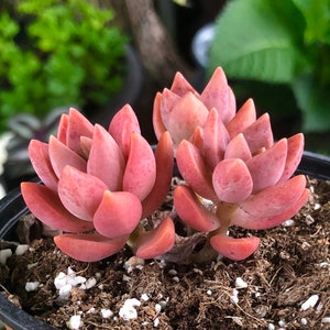 Graptosedum Pink Sunset Rare Succulent Live Plant