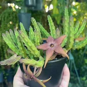 Stapelia schinzii ‘ Starfish Cactus ‘ Rare Succulent Live Plant