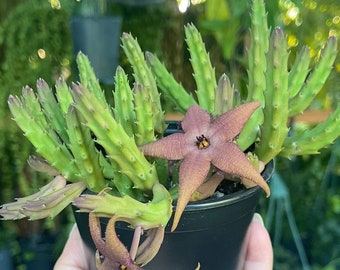Stapelia schinzii ‘ Starfish Cactus ‘ Rare Succulent Live Plant