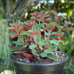 Peperomia Verticillata Red Twist Rare Succulent Live Plant image 1