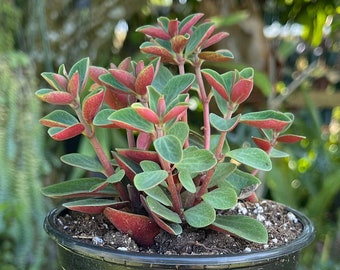 Peperomia Verticillata ‘ Red Twist ‘ Rare Succulent Live Plant