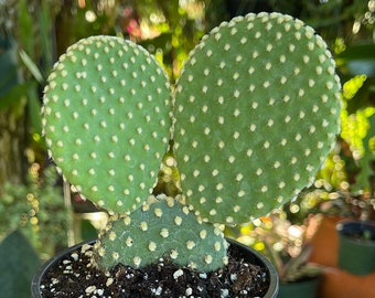 Cactus Bunny Ears (Opuntia Microdasys) Assorted 2.25”