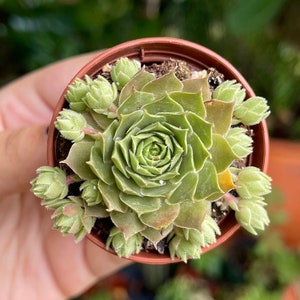 2” Sempervivum Ruby Rare Succulent Live Plant