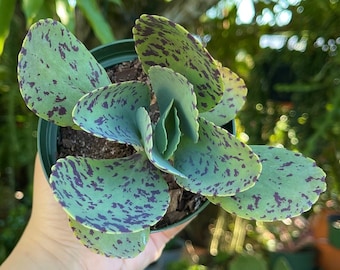 Spotted Kalanchoe Marmorata ‘ Penwiper Plant ‘ Rare Succulent Live Plant