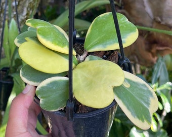 6” Hoya Kerrii Heart Variegated Rare Succulent Live Plant