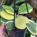 see more listings in the Plants section