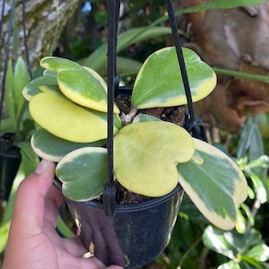 6” Hoya Kerrii Heart Variegated Rare Succulent Live Plant