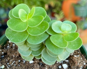 Portulaca Molokiniensis Ihi Rare Succulent Live Plant