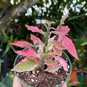 May include: A small potted plant with pink and green variegated leaves. The plant is in a green plastic pot and is being held by a hand.