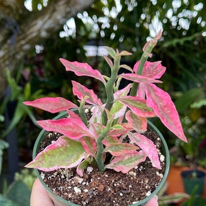 Pedilanthus Tithymaloides Variegated Pink Devils Backbone Rare Succulent Live Plant image 1