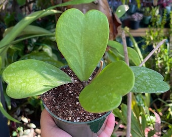 Hoya Kerrii Heart Long Stem Rare Succulent Live Plant