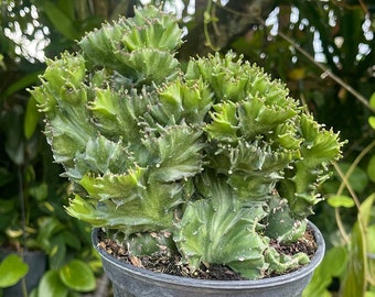 6” Euphorbia Lactea Cristata Cactus Rare Succulent Live Plant