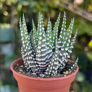 2” Zebra Haworthia Fasciata Rare Succulent Live Plant