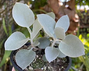 Kalanchoe Hildebrandtii ‘ Silver White Teaspoon ‘ Rare Succulent Live Plant