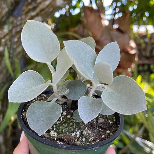 Kalanchoe Hildebrandtii ‘ Silver White Teaspoon ‘ Rare Succulent Live Plant