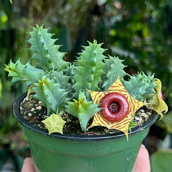 Huernia Zebrina Lifesaver Rare Cactus Succulent Live Plant