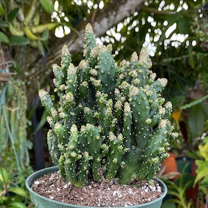 Opuntia Monacantha Monstrose ‘ Joseph’s Coat’ Cactus Rare Succulent Live Cacti Plant