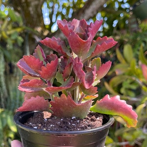 Kalanchoe Sexangularis Rare Succulent Live Plant