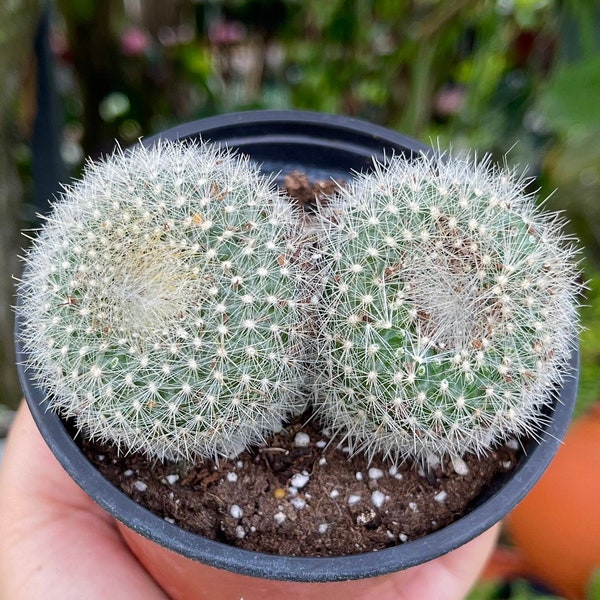 Double Parodia Haselbergii Cactus Rare Succulent Live Cacti Plant