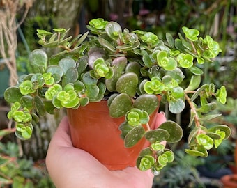 Sedum Tetractinum Coral Reef Rare Succulent Live Plant