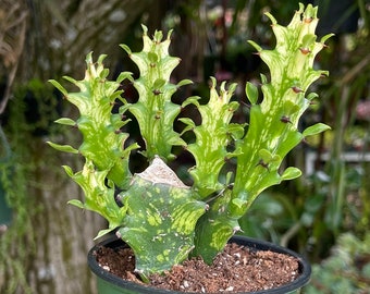 Euphorbia Lactea Super Variegated Rare Succulent Live Plant