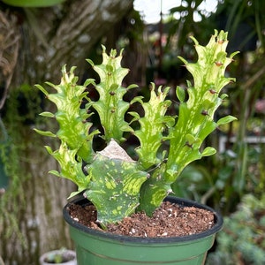 Euphorbia Lactea Super Variegated Rare Succulent Live Plant