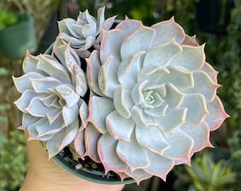 Echeveria Lilacina ‘White Ghost’ Cluster Rare Succulent Live Plant