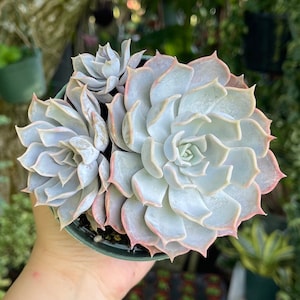 Echeveria Lilacina ‘White Ghost’ Cluster Rare Succulent Live Plant