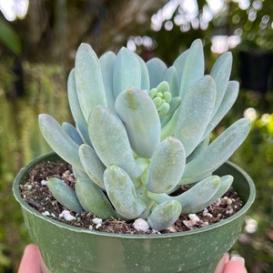 Pachyveria Belle Blue Rare Succulent Live Plant