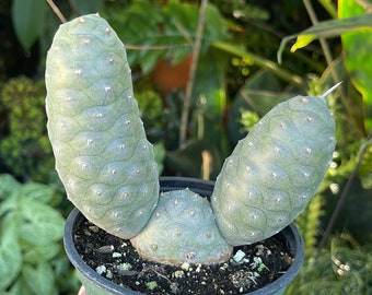 Tephrocactus articulatus ' Pine Cactus ' Plante de cactus vivants succulents rares